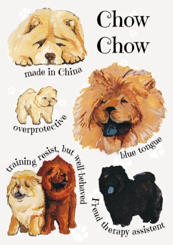 Dog breeds - Chow Chow