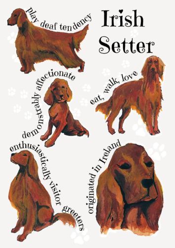 Dog breeds - Irish Setter