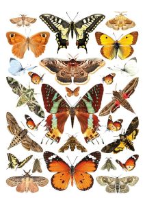 Butterflies and moths