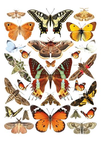 Butterflies and moths
