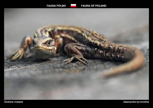 Fauna of Poland: Viviparous lizard