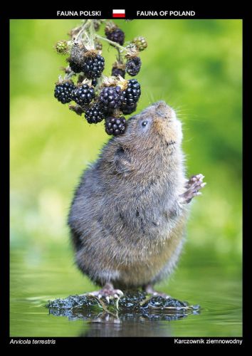 Fauna of Poland: European water vole