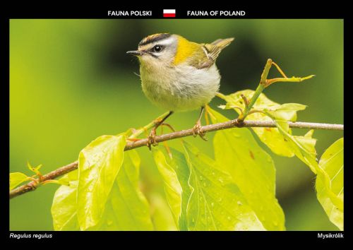 Fauna of Poland: Goldcrest