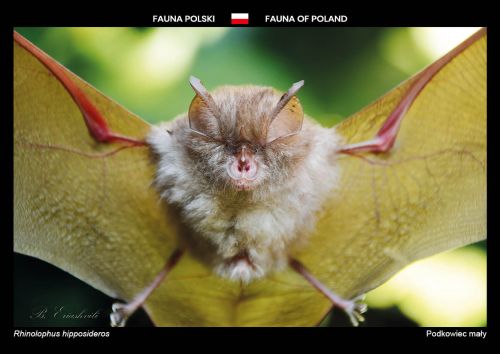 Fauna of Poland: Lesser horseshoe bat