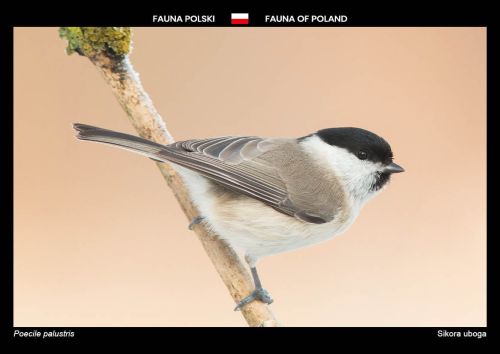 Fauna of Poland: Marsh tit
