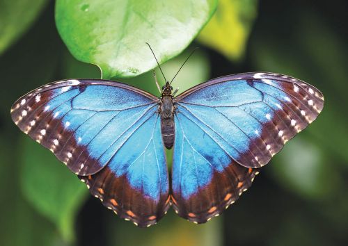 Peleides blue morpho