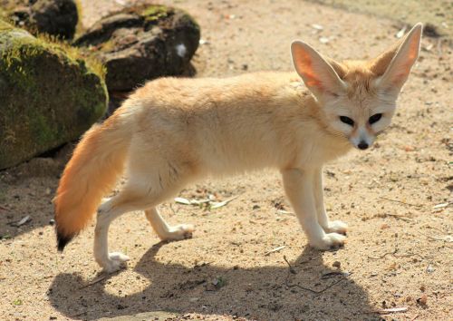 Fennec fox