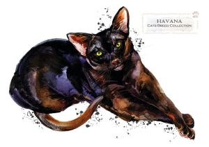Cat breeds: Havana