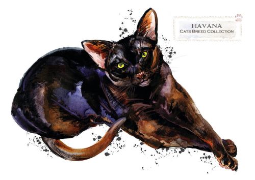 Cat breeds: Havana