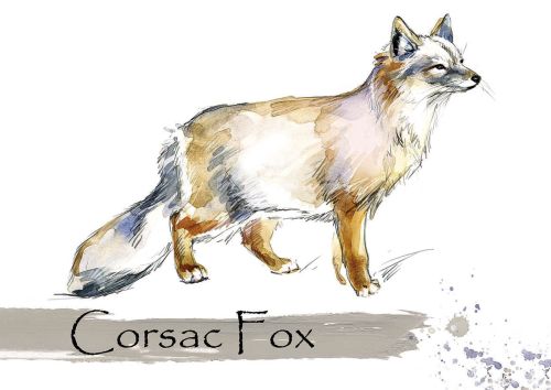 Corsac Fox