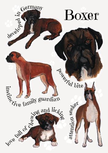 Dog breeds - Boxer