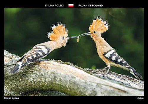 Fauna of Poland: Eurasian hoopoe