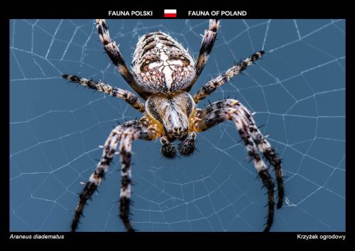 Fauna of Poland: European garden spider