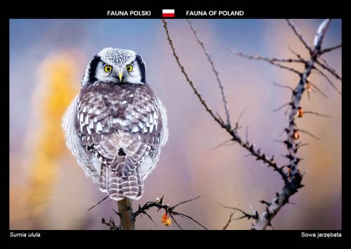 Fauna of Poland: Northern hawk-owl