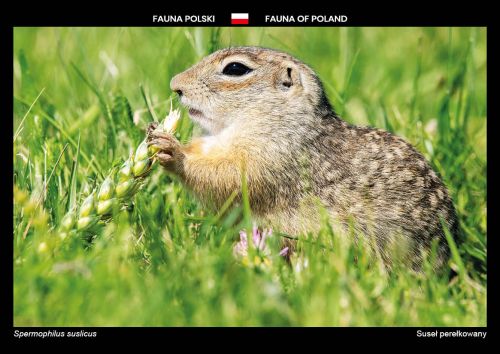 Fauna of Poland: Speckled ground squirrel