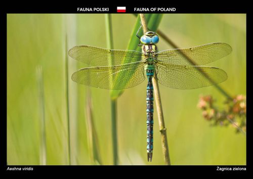 Fauna of Poland: Green hawker
