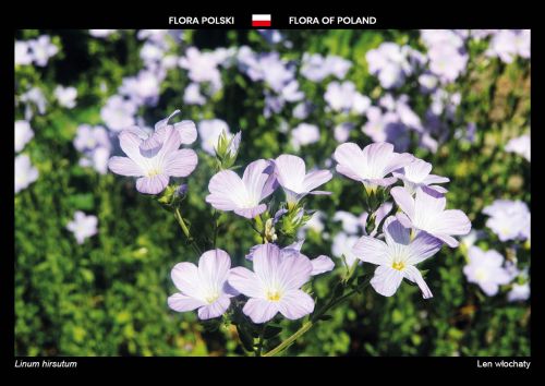 Flora of Poland: Downy flax
