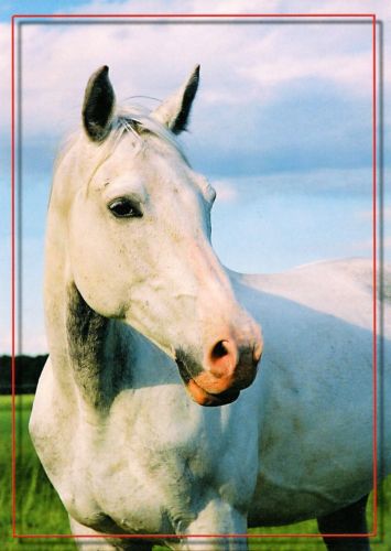 Horses