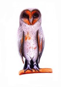 Owl