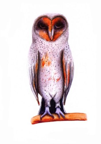 Owl