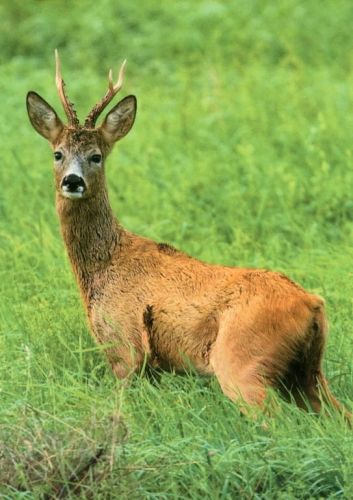 Roe deer (buck)