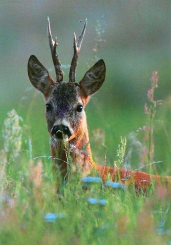 Roe deer (buck)