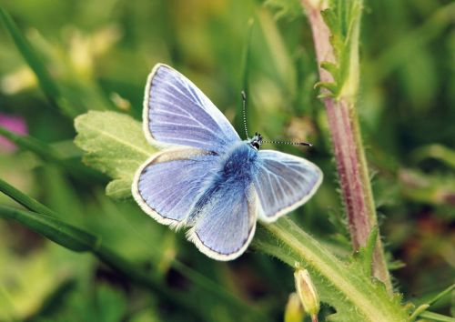 Common blue butterfly (male)