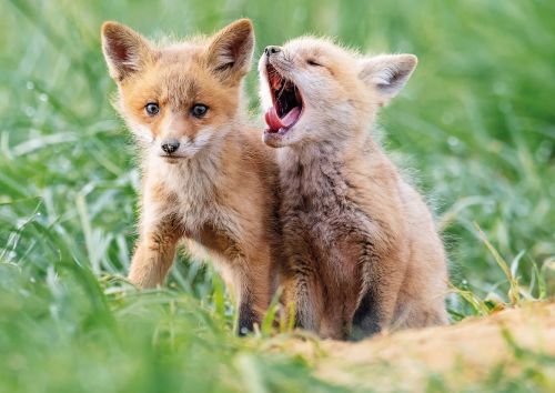 Fox Cubs