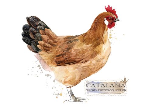 Chicken breeds: Catalana