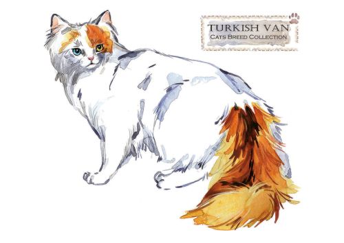 Cat breeds: Turkish Van