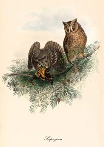 Otus brucei - Pallid scops owl