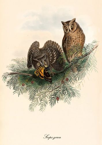 Otus brucei - Pallid scops owl