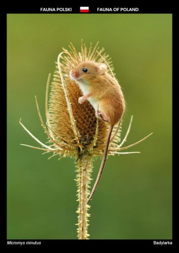 Fauna of Poland: Eurasian harvest mouse