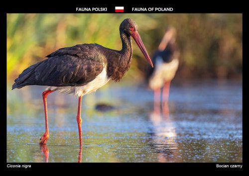 Fauna of Poland: Black stork