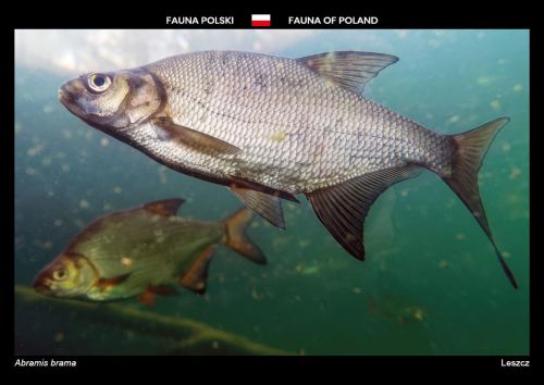 Fauna of Poland: Common bream
