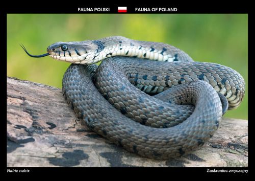 Fauna of Poland: Grass snake