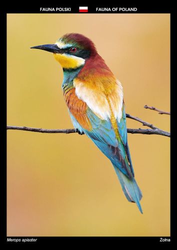 Fauna of Poland: European bee-eater
