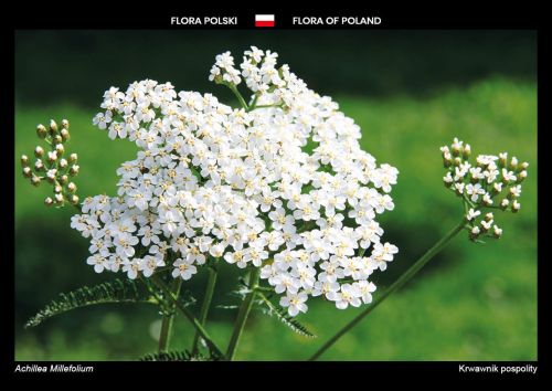 Flora of Poland: Yarrow