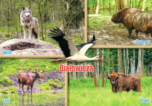 Białowieża
