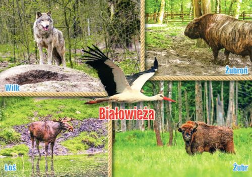 Białowieża