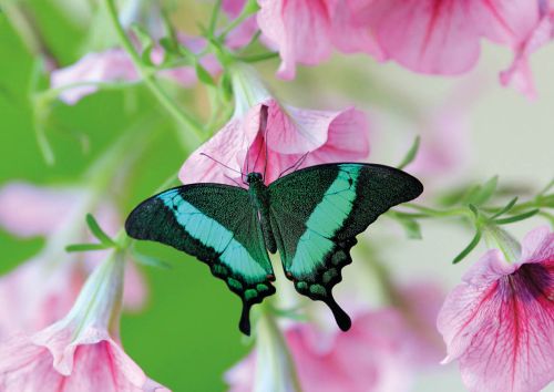 Emerald Swallowtail