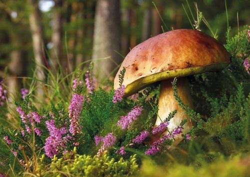 Cep (Boletus edulis)