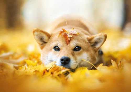 Shiba Inu