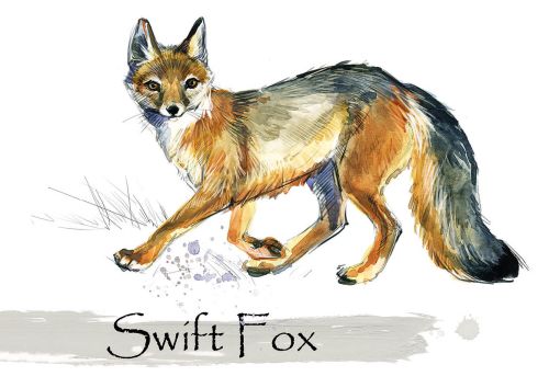 Swift Fox