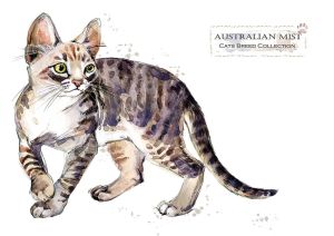 Cat breeds: Australian mist