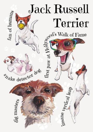Dog breeds - Jack Russell Terrier
