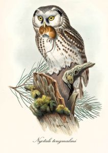 Aegolius funereus - Boreal Owl