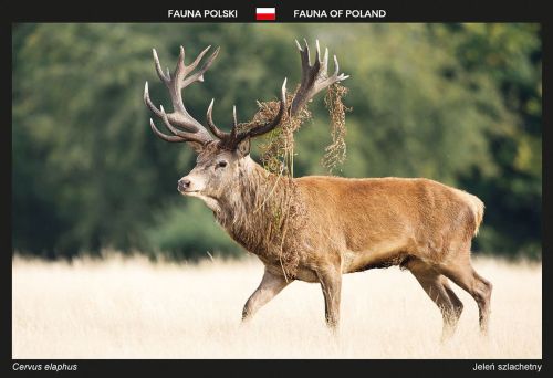 Fauna of Poland: Red deer