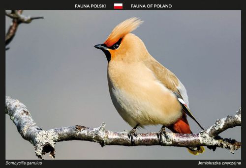 Fauna of Poland: Bohemian waxwing
