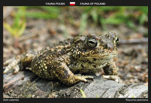 Fauna of Poland: Natterjack toad